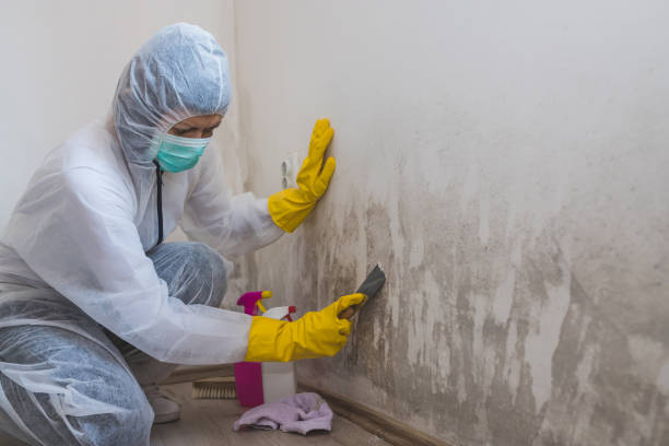 Mold Odor Removal Services in White Oak, PA